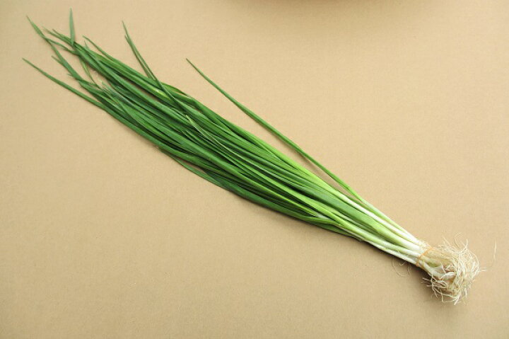 楽天市場 ニンニク葉 ５００ｇ 発送 12月 2月 にんにく葉 ニンニク茎とは違います 葉にんにく にんにくの葉 野菜 国産 国内産 沖縄産 お取り寄せ 料理 惣菜 おかず 中華 材料 たま青果 沖縄美味通販のたま青果