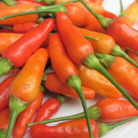 【送料無料】沖縄県産 島とうがらし1キロ ※冷凍発送のみ （島唐辛子）