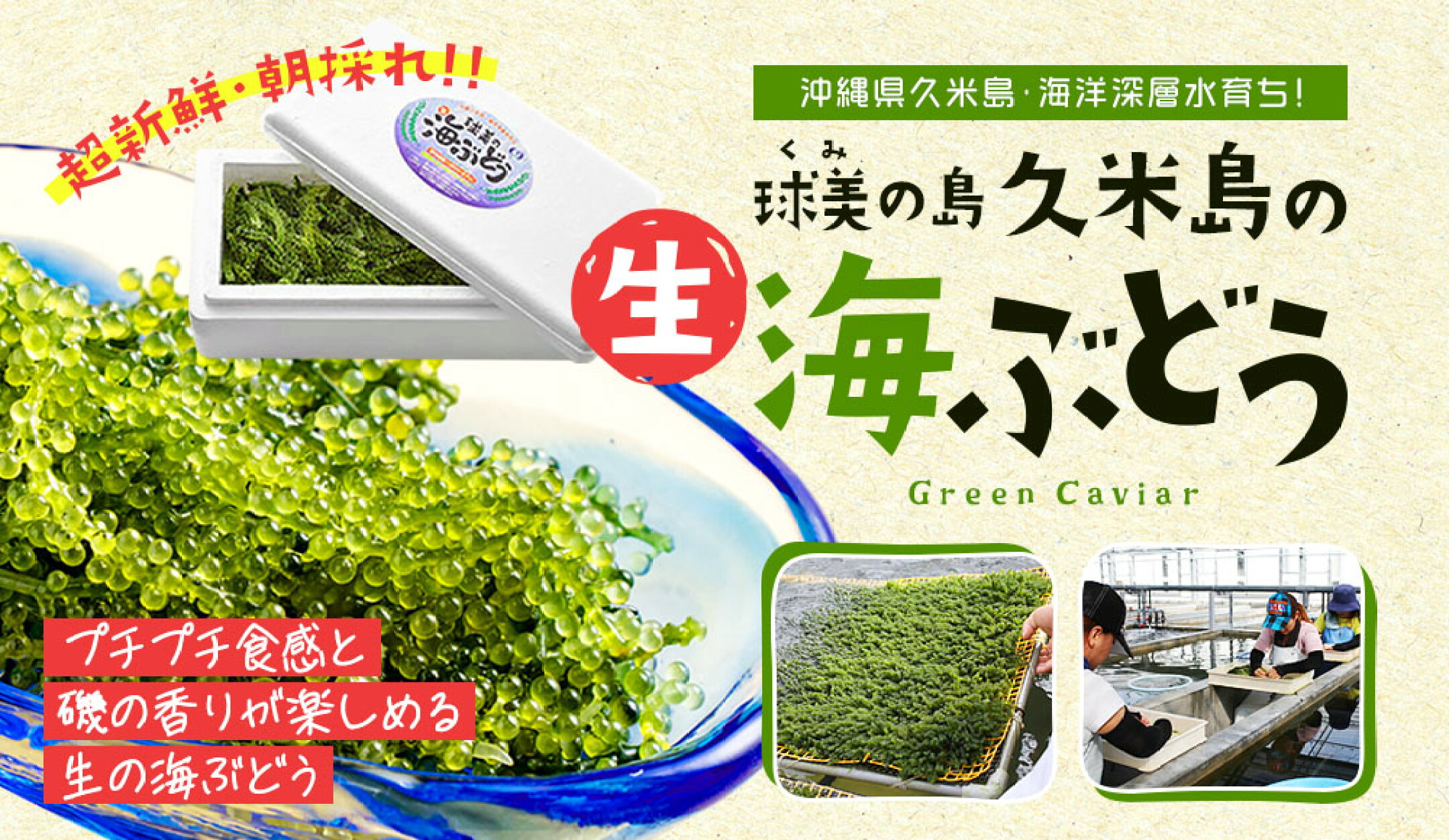 久米島産生海ぶどう