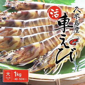 y\̔Jnzy2025N121o׊Jnzyvē蒼ImnzvēYԊCVimTCYn14`16cmj1kgi40`50jyΕ Mtg 蕨   