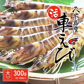 【2025年12月1日より出荷開始】【久米島より直送！［送料無料］】久米島産活車海老（［大サイズ］14～16cm）300g（10～15尾入り）【お歳暮 ギフト 贈り物 おせち料理 正月料理 お祝 車えび 車エビ】