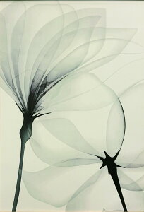 A[gpl X-Ray Art Type-F3@zA3TCY@yz