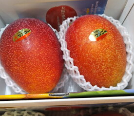 沖縄県産 完熟 マンゴー 1.0k7月中旬より発送