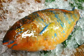 アーガイ（ヒブダイ）1.2〜1.5kg下処理無し価格