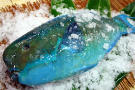 ゲンナー（ナンヨウブダイ）1.5〜2kg下処理無し価格