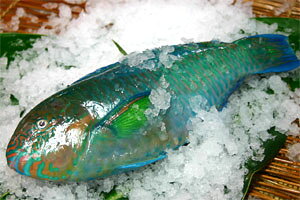 Cu`[iXWu_Cj1.0`1.2kgȂi