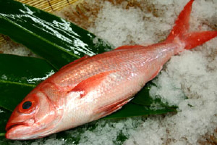 楽天市場 アカマチ ハマダイ 1 5 2kg下処理無し価格 沖縄海鮮問屋