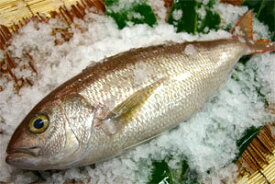 マーマチ（オオヒメ）1.5〜2kg下処理価格です。