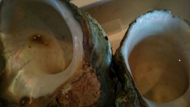 夜光貝の殻（大）15センチ〜18センチ蓋なし