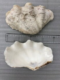 シャコ貝殻（中片面3個入り