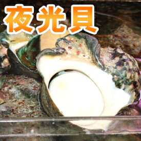 夜光貝（1.2kg〜1.5kg）　※殻付き
