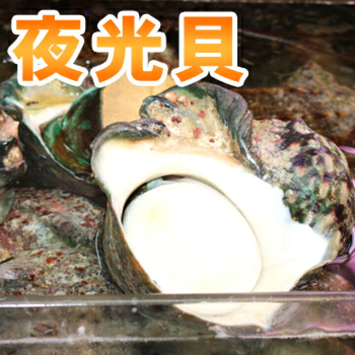 楽天市場】夜光貝（1.2kg〜1.5kg） ※殻付き : 沖縄海鮮問屋