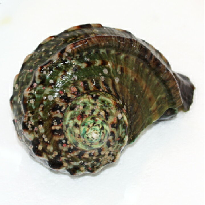 楽天市場】夜光貝（1.2kg〜1.5kg） ※殻付き : 沖縄海鮮問屋