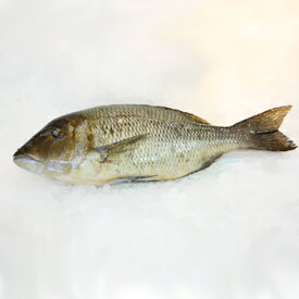 タマン（ハマフエフキ）1.3〜1.8kg処理有り価格