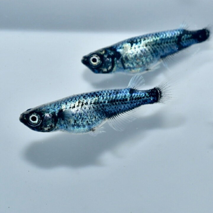 楽天市場】メダカ【墨武メダカ 卵30個＋α】めだか卵 人気種 高級魚 