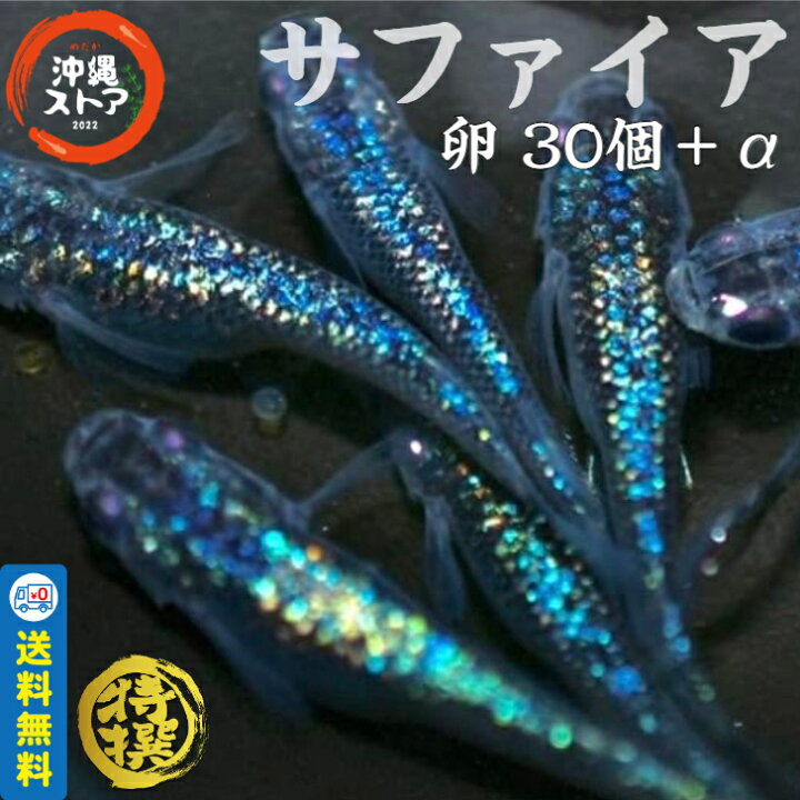 楽天市場】メダカ【サファイア メダカ 卵30個＋α】めだか卵 人気種 