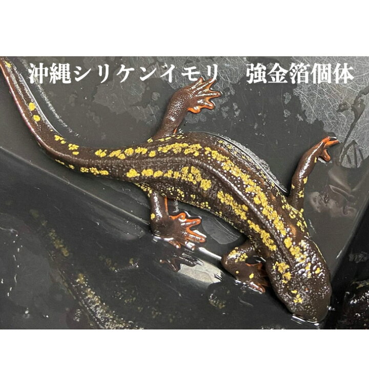 楽天市場】沖縄シリケンイモリ 強金箔個体 メス 1匹 シリケンイモリ 