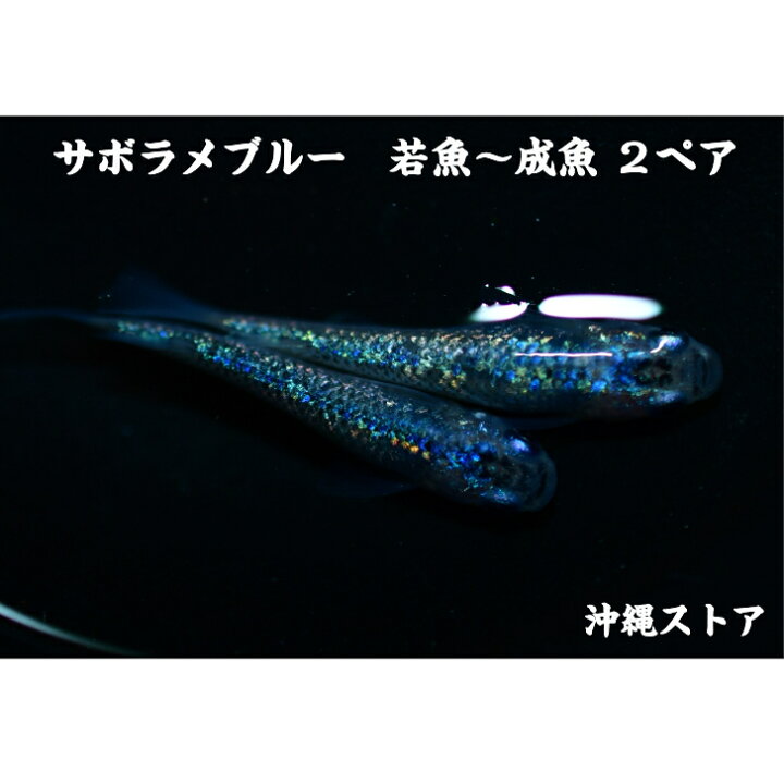 楽天市場】メダカ 販売 生体 サボラメ 若魚〜成魚 2ペア メダカペア 