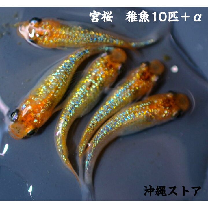 楽天市場】メダカ 販売 生体 宮桜 稚魚 10匹＋α 送料無料 ラメメダカ 