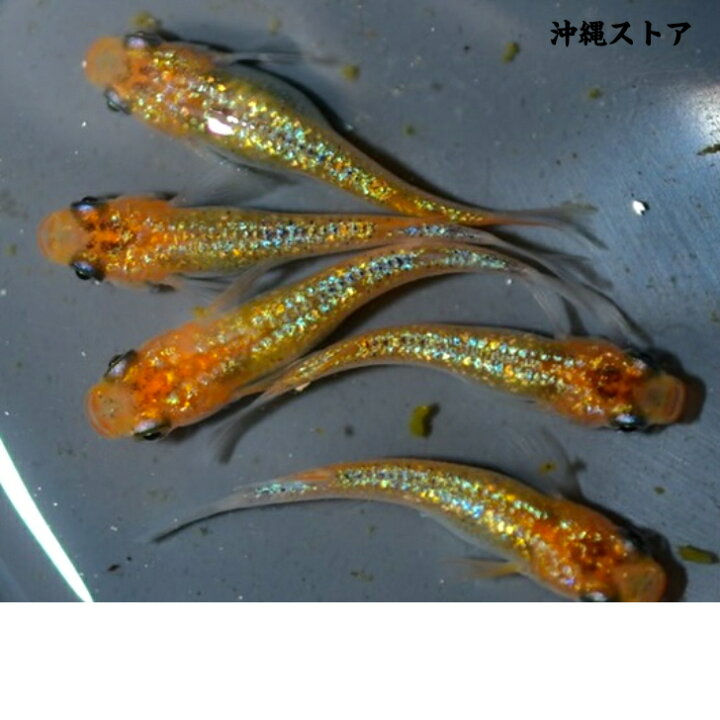 楽天市場】メダカ 販売 生体 宮桜 稚魚 10匹＋α 送料無料 ラメメダカ 