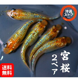 メダカ 宮桜メダカ めだか2ペア メダカペア 若魚〜成魚 宮桜 2ペア 若魚〜成魚 ラメ 高級 改良 ペア めだか販売 ラメメダカ 宮桜めだか 淡水魚 改良メダカ メダカの生体 めだか生体 メダカ生体 オーロラ 品種改良メダカ 発泡スチロール 沖縄ストア 全国送料無料