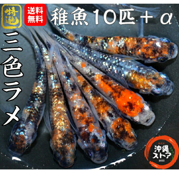 楽天市場】メダカ 三色ラメめだか 稚魚10匹＋α ラメメダカ ラメ めだか 