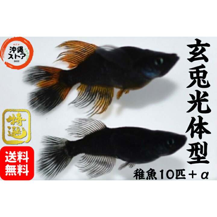 楽天市場】メダカ 玄兎光体型メダカ めだか稚魚10匹＋α 販売 生体 玄兎 
