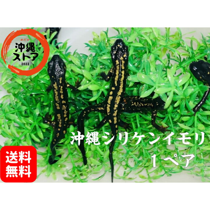 楽天市場】沖縄シリケンイモリ 強金箔個体 1ペア 送料無料 イモリ 生体 