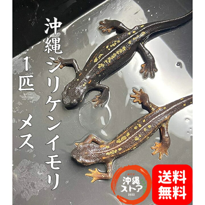 楽天市場】沖縄シリケンイモリ 金箔ラメ個体 メス 1匹 イモリ 生体 