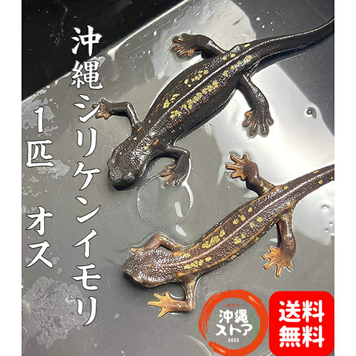 楽天市場】沖縄シリケンイモリ 金箔ラメ個体 オス 1匹 イモリ 生体 