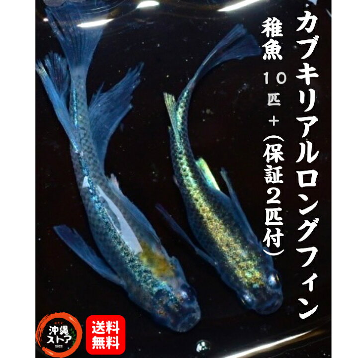 楽天市場】メダカ カブキリアルロングフィンめだか 販売 生体 メダカ 