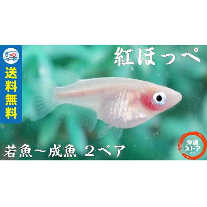 楽天市場】メダカ 紅ほっぺメダカ 若魚〜成魚 2ペア(ダルマめだかが 