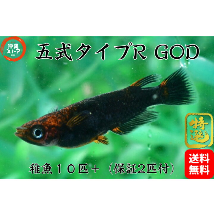楽天市場】メダカ 五式タイプR GODめだか メダカ稚魚10匹＋(保証2匹付 