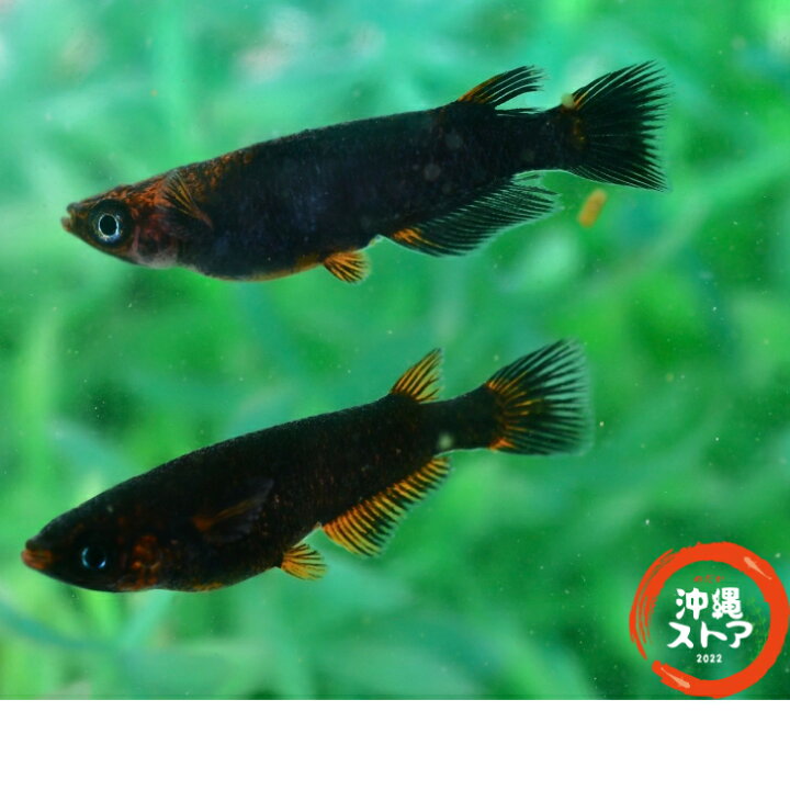 楽天市場】メダカ 五式タイプR GODめだか メダカ稚魚10匹＋(保証2匹付 