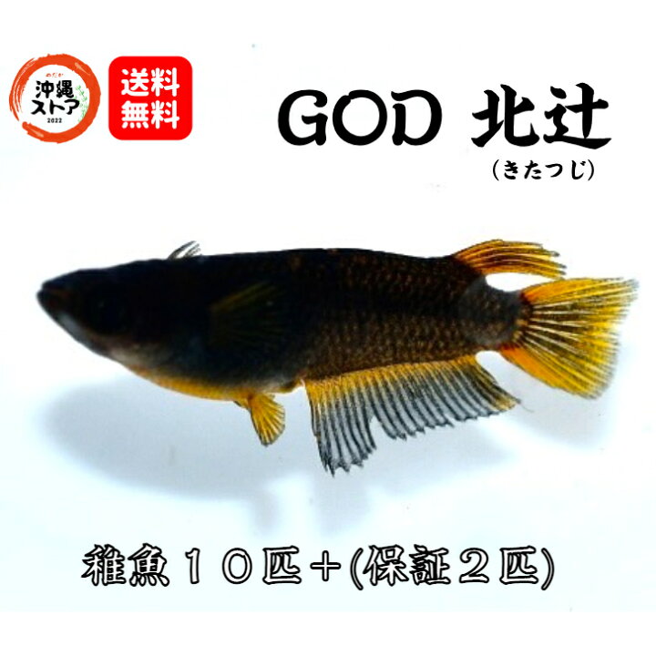 楽天市場】メダカ GOD北辻メダカ めだか稚魚10匹＋α GOD北辻メダカ 