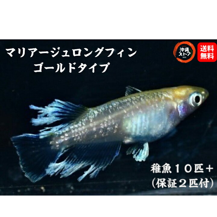 楽天市場】メダカ マリアージュロングフィン(ゴールドタイプ)稚魚10匹 