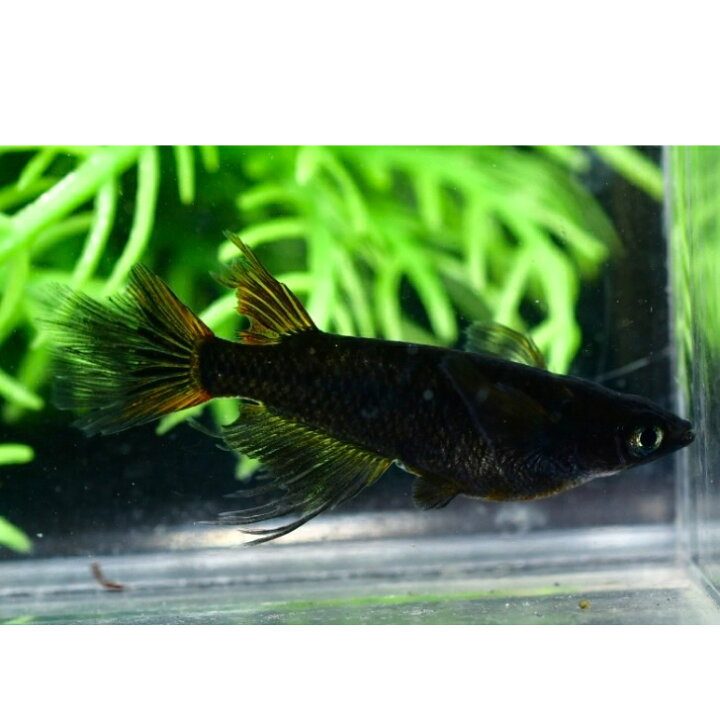 楽天市場】メダカ 妲己(だっき)メダカ稚魚10匹＋保証2匹付 妲己(だっき 