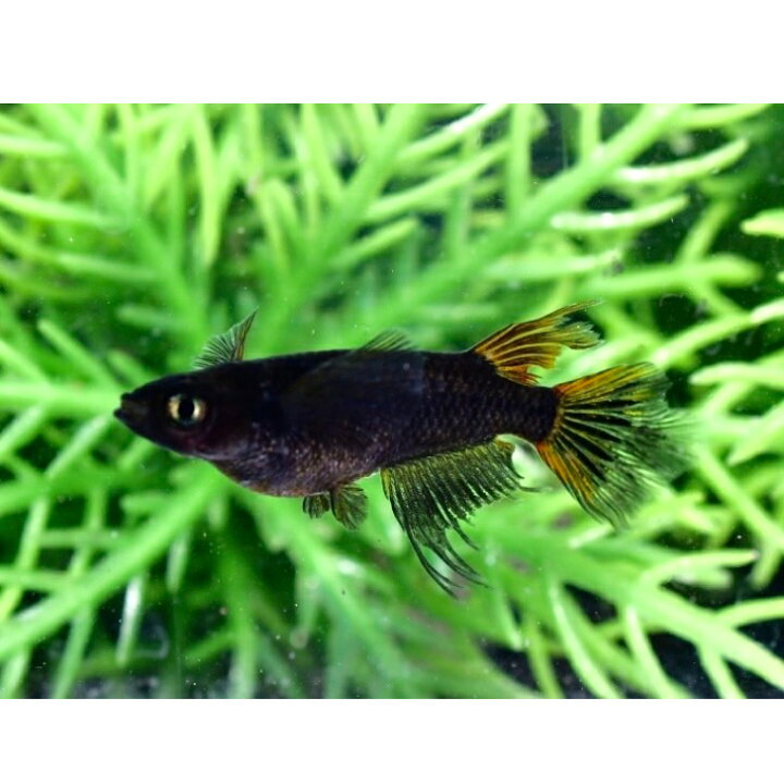 楽天市場】メダカ 妲己(だっき)メダカ稚魚10匹＋保証2匹付 妲己(だっき 