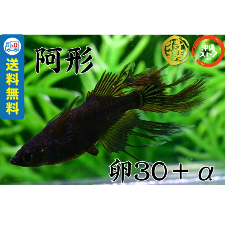 楽天市場】メダカ 阿形メダカ めだか卵30匹＋αメダカ 販売 卵 送料無料 