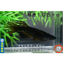 楽天市場】ブラック スワロー（観賞魚｜熱帯魚・アクアリウム 