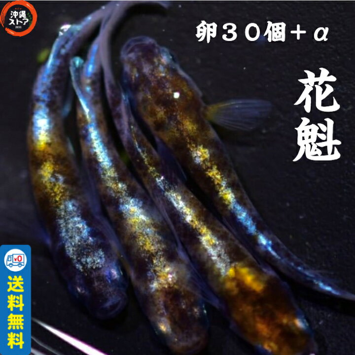 楽天市場】めだか卵 花魁めだか メダカ卵30個＋α メダカ 販売 生体 