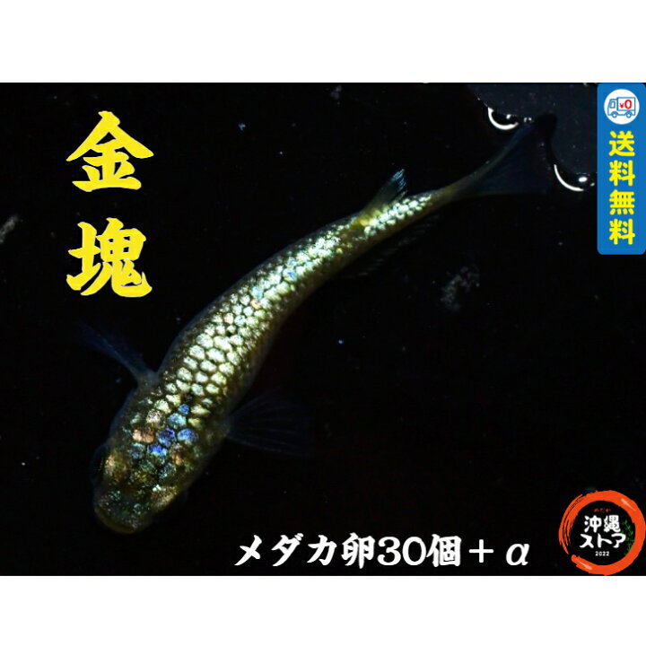 楽天市場】めだか卵【金塊 メダカ 卵30個＋α】キンカイ めだか卵 人気 