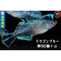 楽天市場】極龍 めだか（ペット・ペットグッズ）の通販 