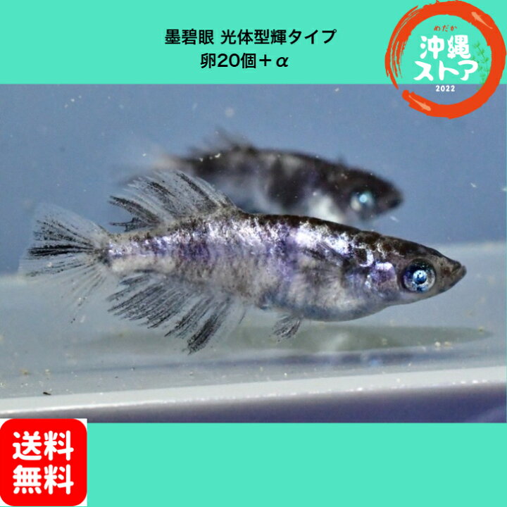 楽天市場】めだか卵【墨碧眼めだか光体型輝タイプ卵20個＋α】 めだか卵 