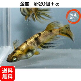 メダカ卵 金閣めだか メダカ卵20個＋α メダカ 販売 生体 金閣 白メダカ メダカ出目 ラメ 高級 綺麗な めだか販売 黒 改良メダカ 観賞魚 めだか生体 メダカ生体 水槽 沖縄ストア