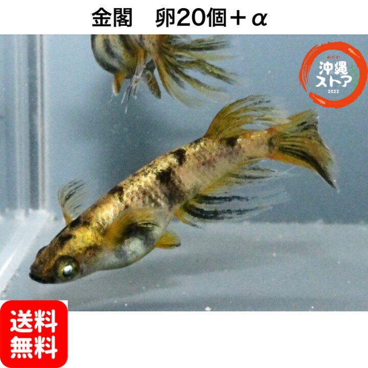 楽天市場】メダカ卵 金閣めだか メダカ卵20個＋α メダカ 販売 生体 