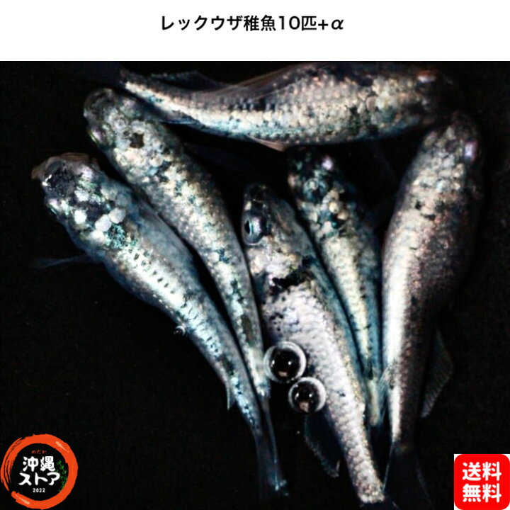 楽天市場】めだか レックウザメダカ めだか稚魚10+α レックウザメダカ 