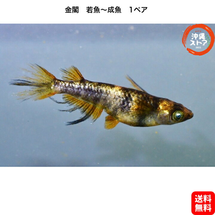 楽天市場】めだか 金閣メダカ めだか若魚～成魚 1ペア レックウザ 