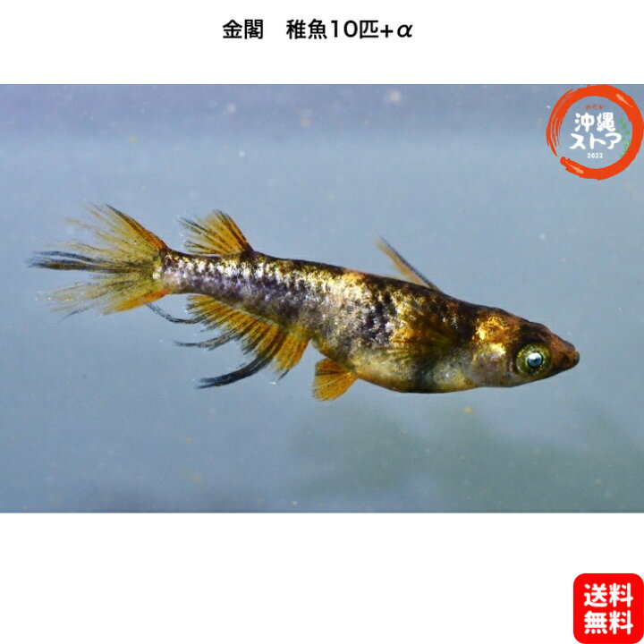 楽天市場】めだか 金閣メダカ めだか稚魚10+α 金閣メダカ 生体 送料 