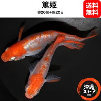 楽天市場】琉球メダカの通販